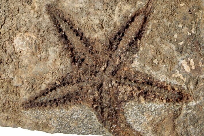 1.8" Ordovician Starfish (Petraster?) Fossil - Morocco